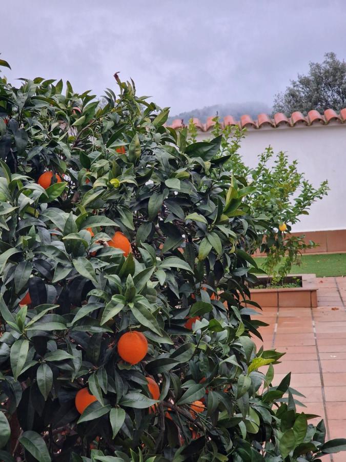 דירות זאפרה La Casa Del Patio מראה חיצוני תמונה