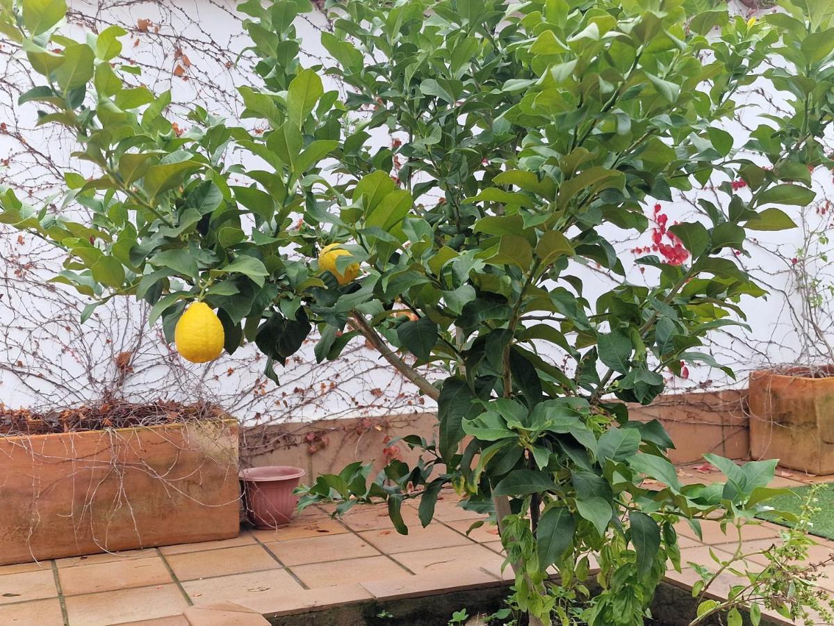 דירות זאפרה La Casa Del Patio מראה חיצוני תמונה
